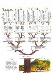 Árbol genealógico Fuster Árbol genealógico Fuster